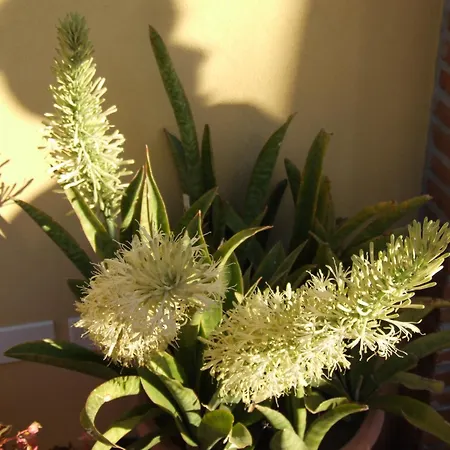 פארק נופש Camping Jonio קטאניה